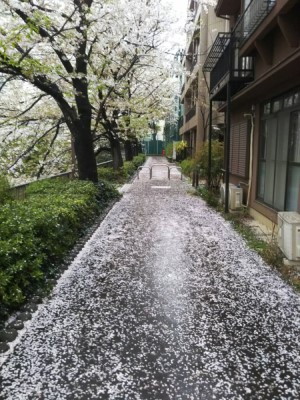 目黒川船入場の桜小道