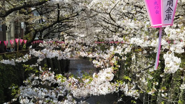 目黒川の桜2