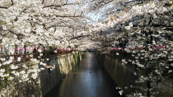 目黒川の桜1