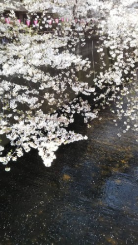 目黒川の桜3