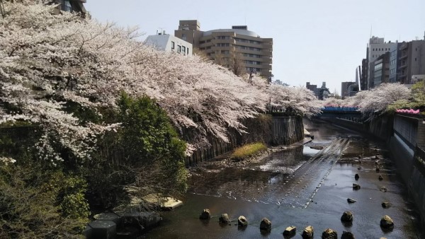 目黒川桜１