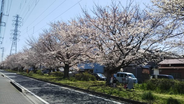 花園グリーンベルトの桜