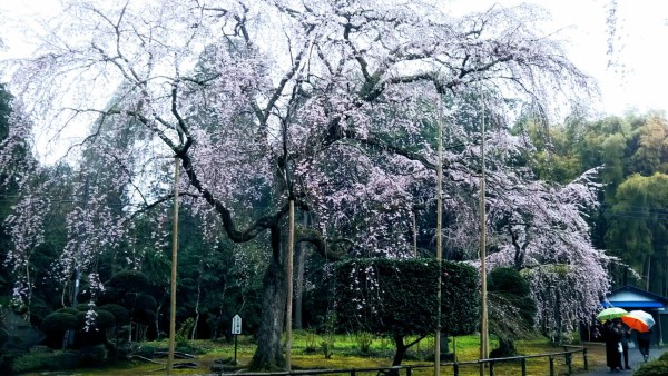 山武市しだれ桜