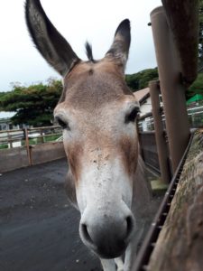 都立大島公園