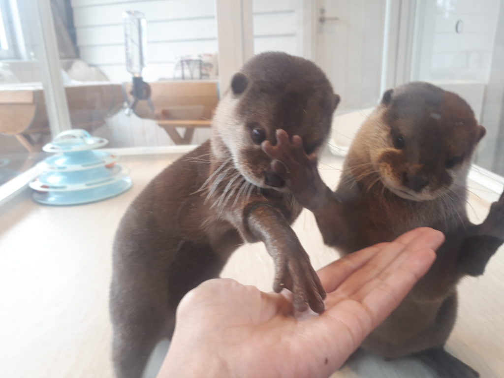 カワウソと触れ合えるカフェ😻