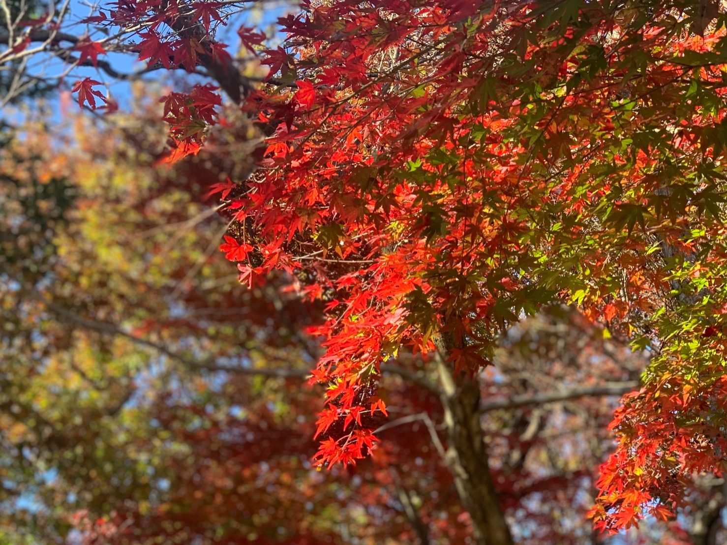 秋の高尾登山🍁