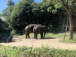 🐘ズーラシアへ行きました🐘