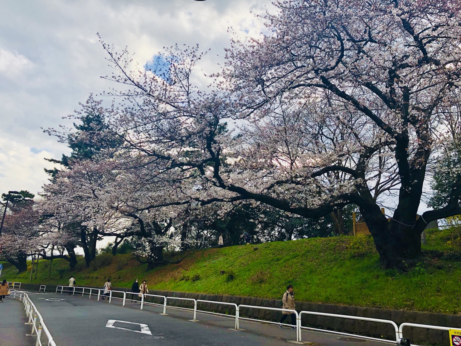 ～四ツ谷オフィス桜～