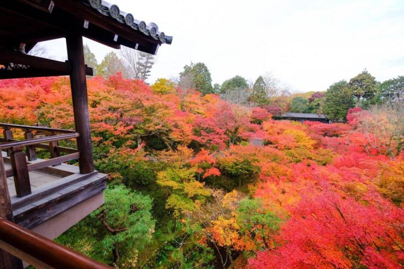 東福寺モミジ